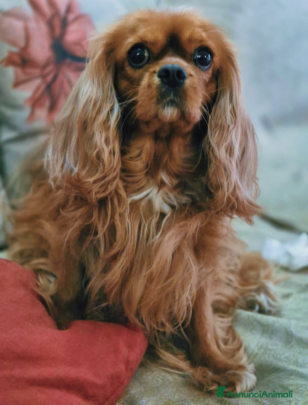 Cavalier King cani in vendita: Cuccioli Cavalier King Charles Spaniel  - Annuncio 4