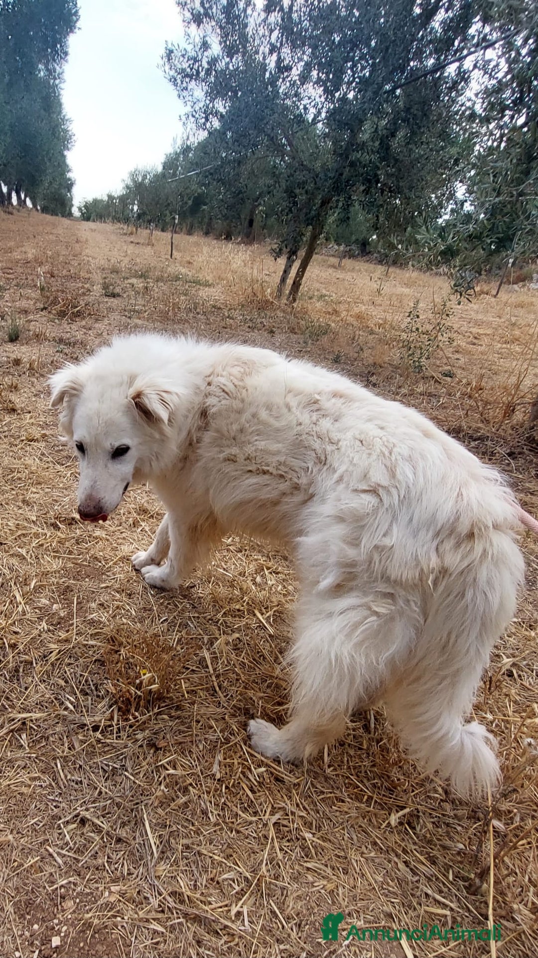 Meticcio cani in regalo: Nonna Penny Cerca Famiglia. Info Monica 3890238584 - Annuncio 18