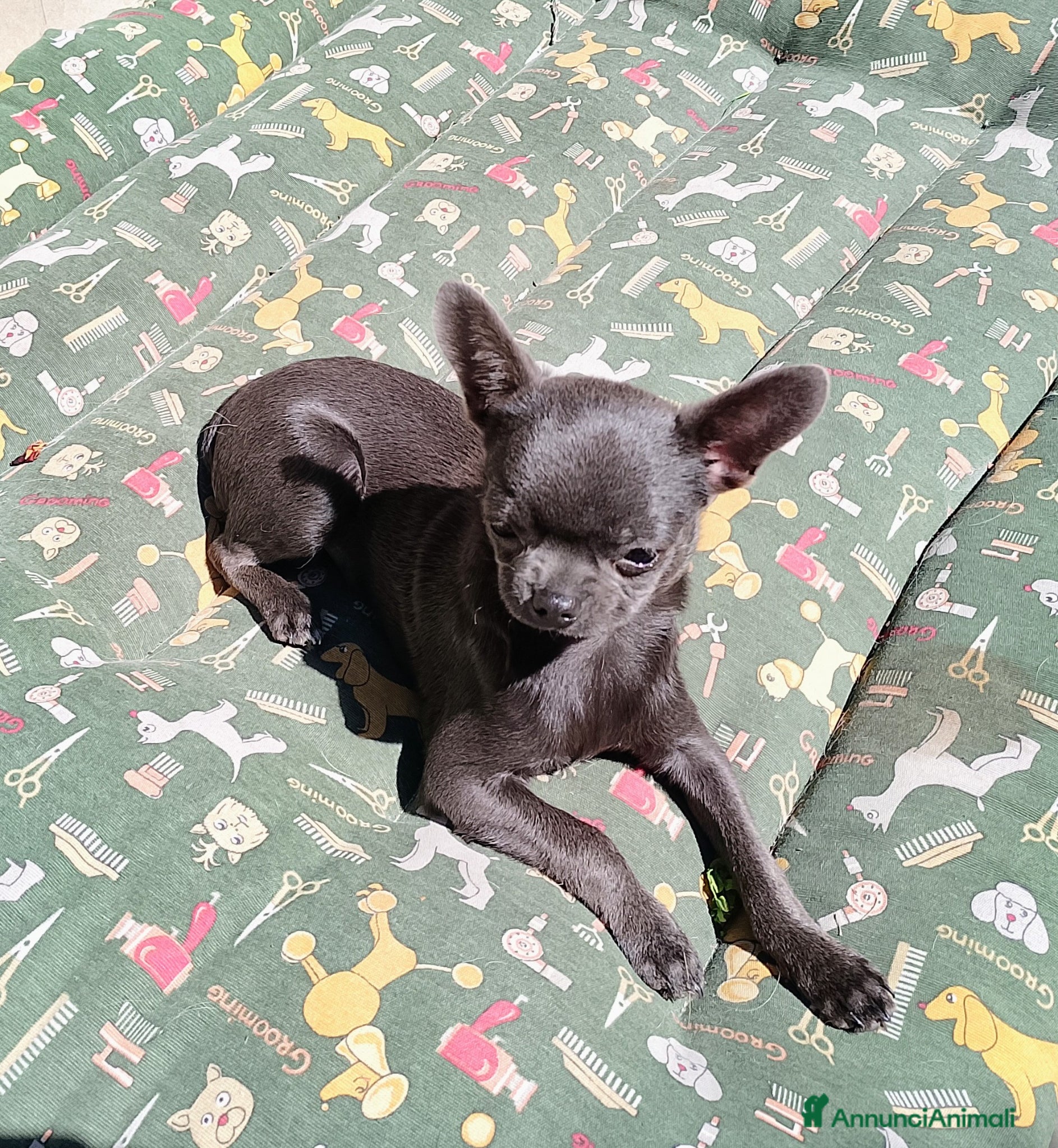 Chihuahua cani Chihuahua pedigree ENCI  - Annuncio 3