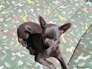 Chihuahua cani Chihuahua pedigree ENCI - Annuncio 3