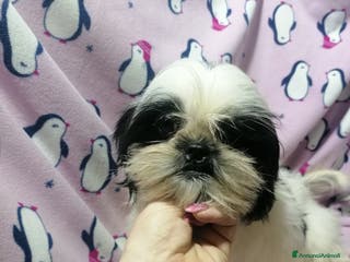 Shih Tzu cani Shih Tzu imperiale cuccioli - Annuncio 1