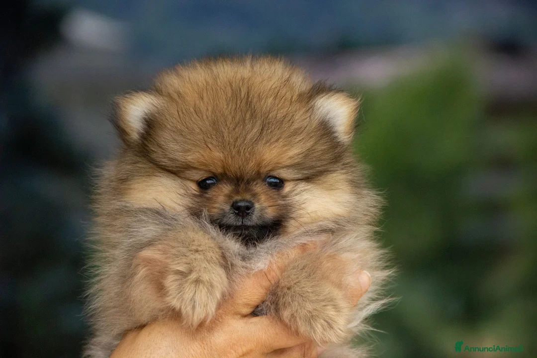 Volpino Pomerania cani in vendita: Cuccioli Spitz Tedesco Nano  - Annuncio 1