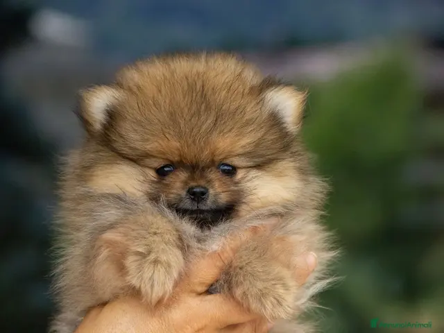 Volpino Pomerania cani Cuccioli Spitz Tedesco Nano - Annuncio 1