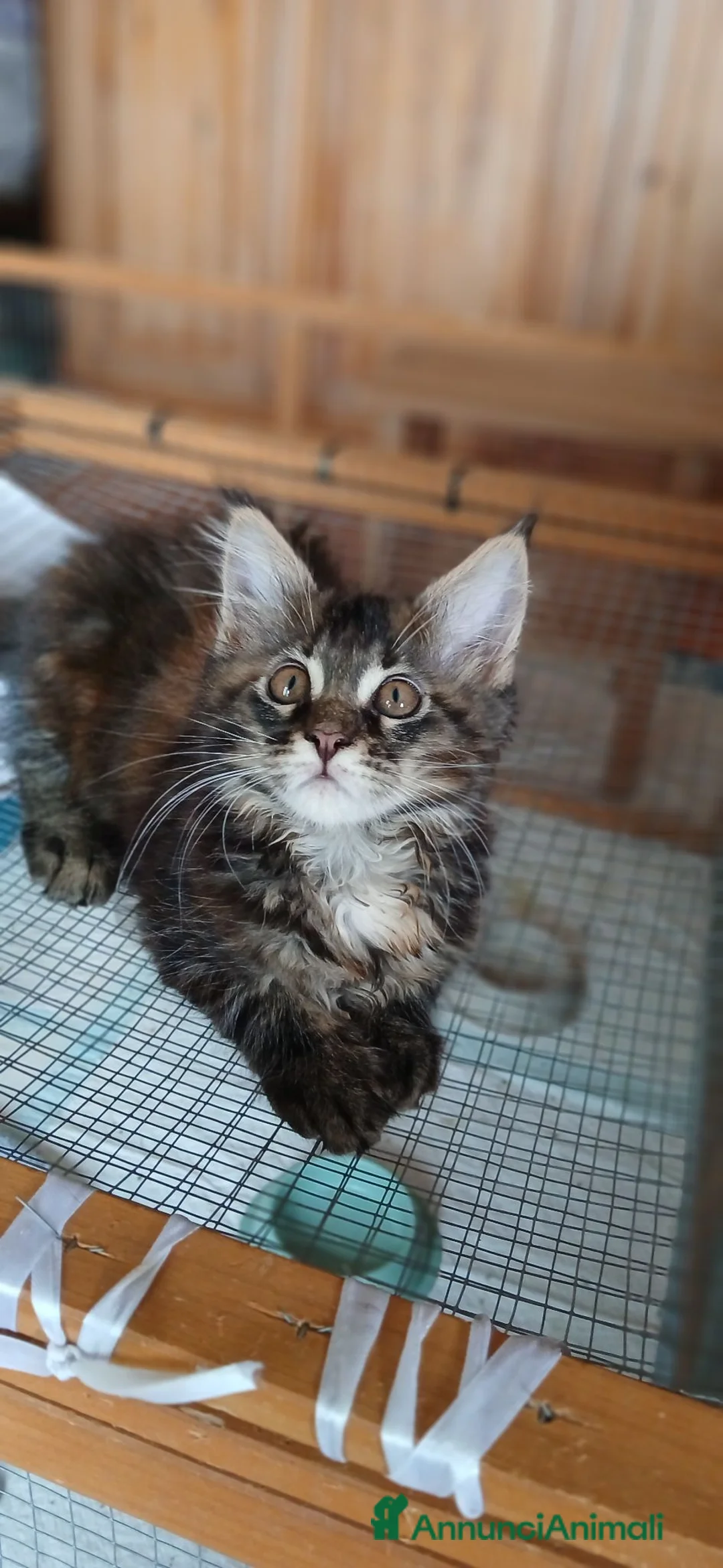 Maine Coon gatti in vendita: Ultima cucciola di Maine coon - Annuncio 5