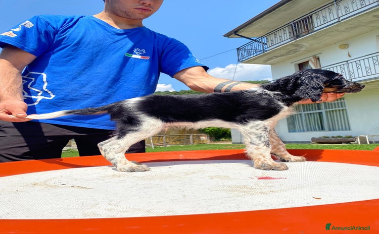 Setter Inglese cani a Provincia di Bergamo - Annuncio 1