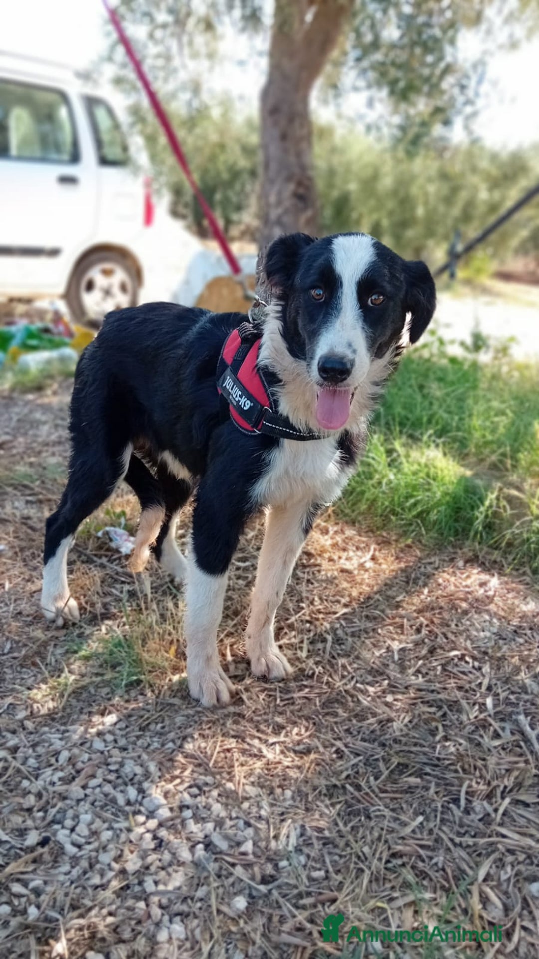 Meticcio cani in regalo: Arabella, 6 mesi  a Provincia di Bergamo - Immagine 3