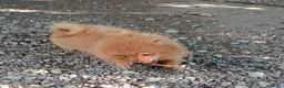 Spitz cani in vendita: Spitz tedesco piccolo volpino  - Annuncio 1