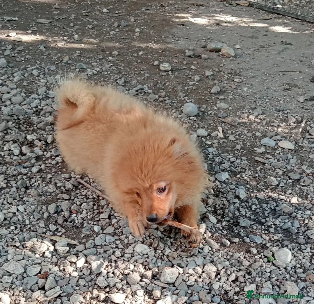 Spitz cani in vendita: Spitz tedesco piccolo volpino  - Annuncio 1