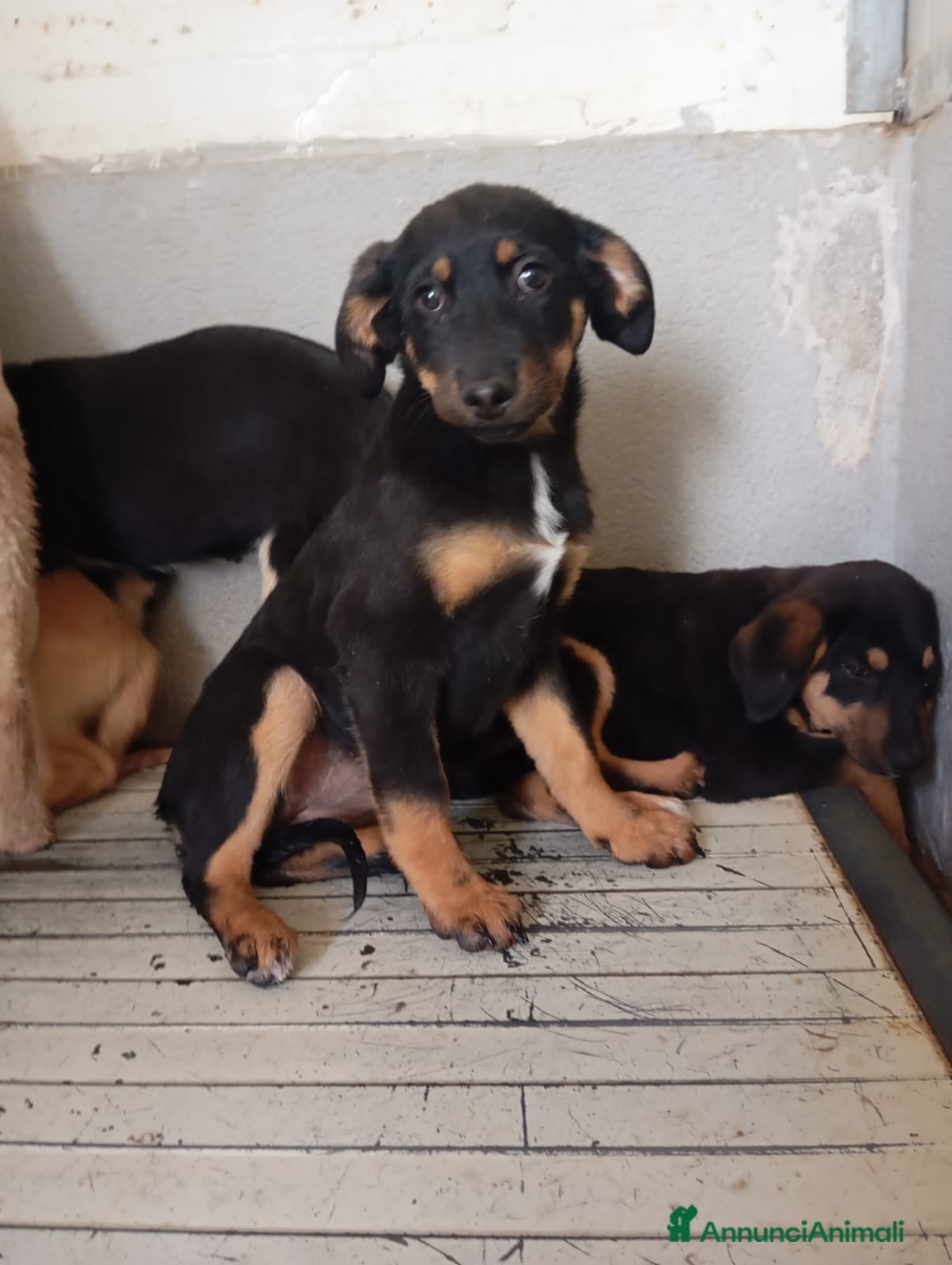 Meticcio cani in regalo: Mirtilla, mix pastorina!  - Annuncio 2