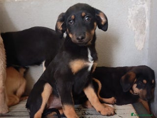 Meticcio cani Mirtilla, mix pastorina! - Annuncio 2