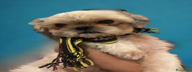 ferdi 