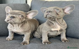 Bulldog Francese cani in vendita: Bulldog francese  - Immagine 8