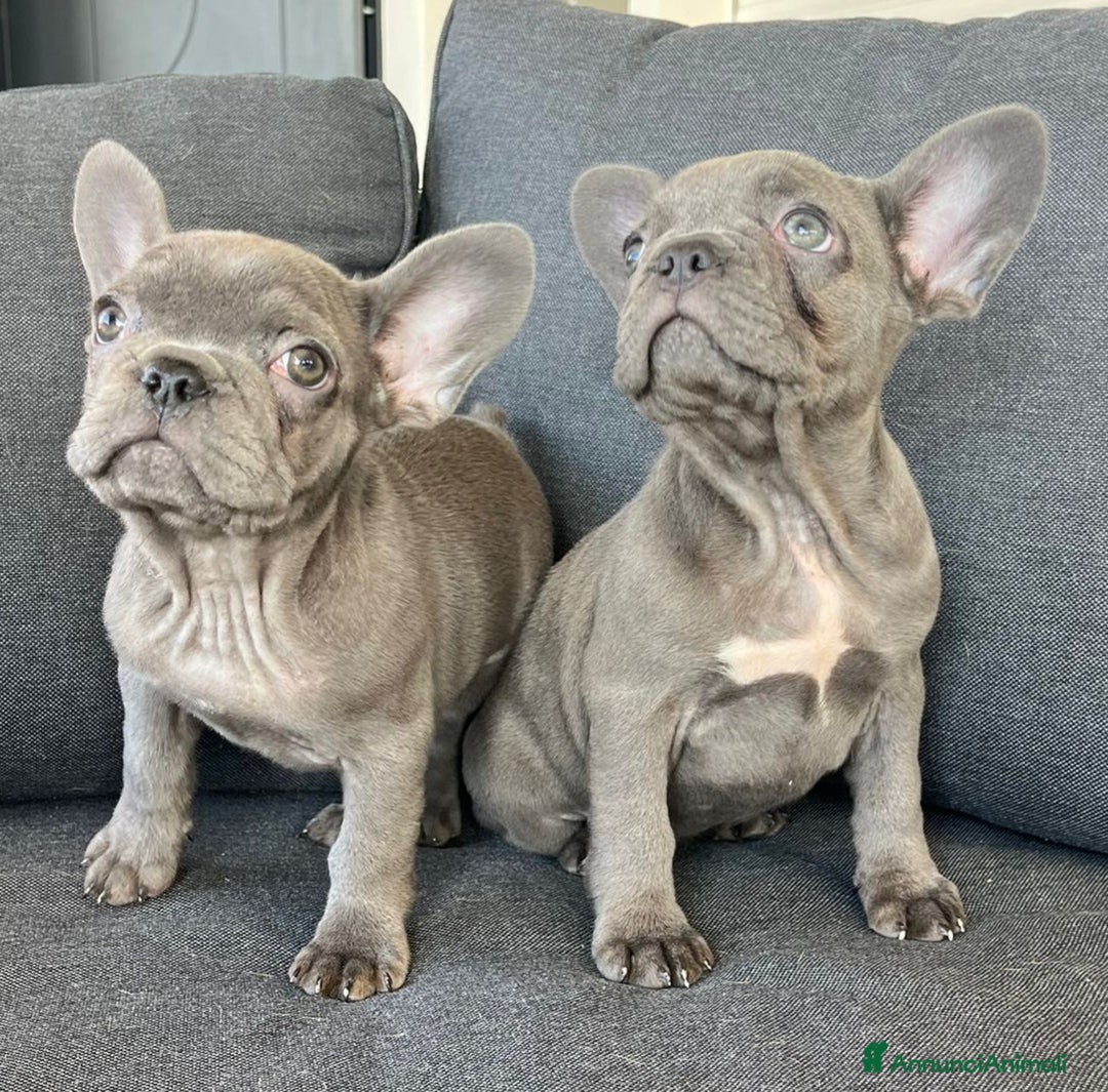 Bulldog Francese cani in vendita: Bulldog francese  - Annuncio 8