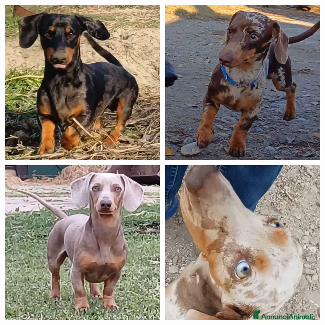 Bassotto cani per accoppiamento: Bassotto x accoppiamento  - Annuncio 1