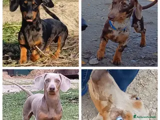 Bassotto cani Bassotto x accoppiamento - Annuncio 1