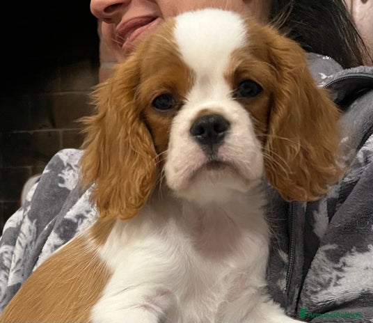Cavalier King cani a Province of Vicenza - Annuncio 2