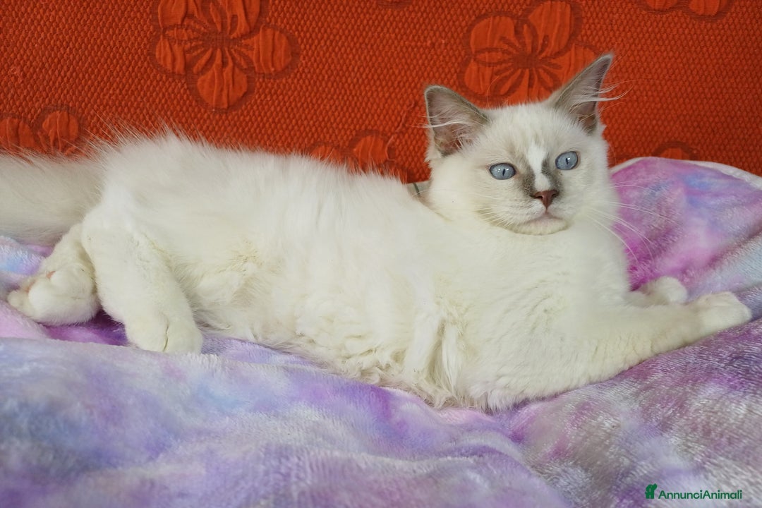 Ragdoll gatti in vendita: Wonder Blue Shakeaspeare  - Annuncio 5