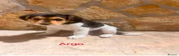 Meticcio cani in regalo: Cuccioli di taglia media piccola  - Annuncio 2