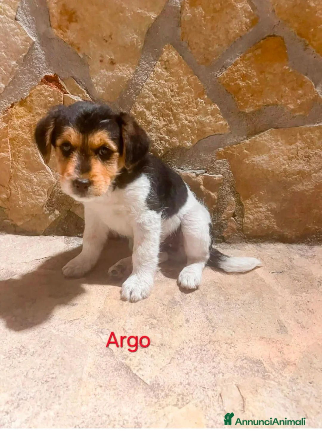 Meticcio cani in regalo: Cuccioli di taglia media piccola  - Annuncio 2
