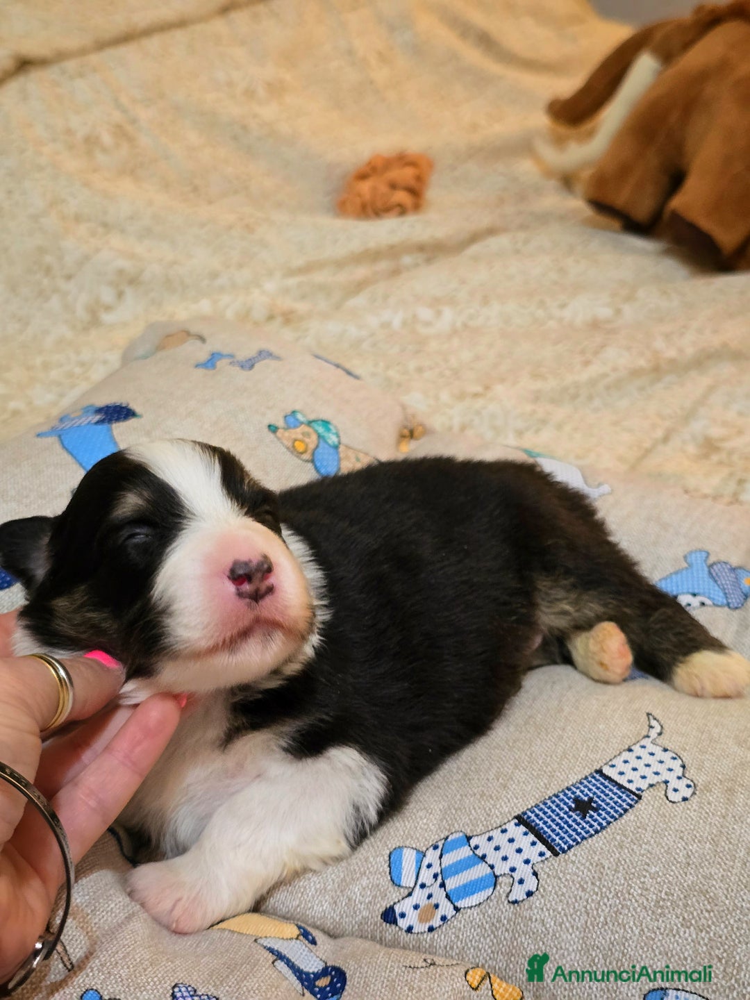 Australian Shepherd cani in vendita: Cucciole di pastore australiano con pedigree ENCI - Annuncio 4