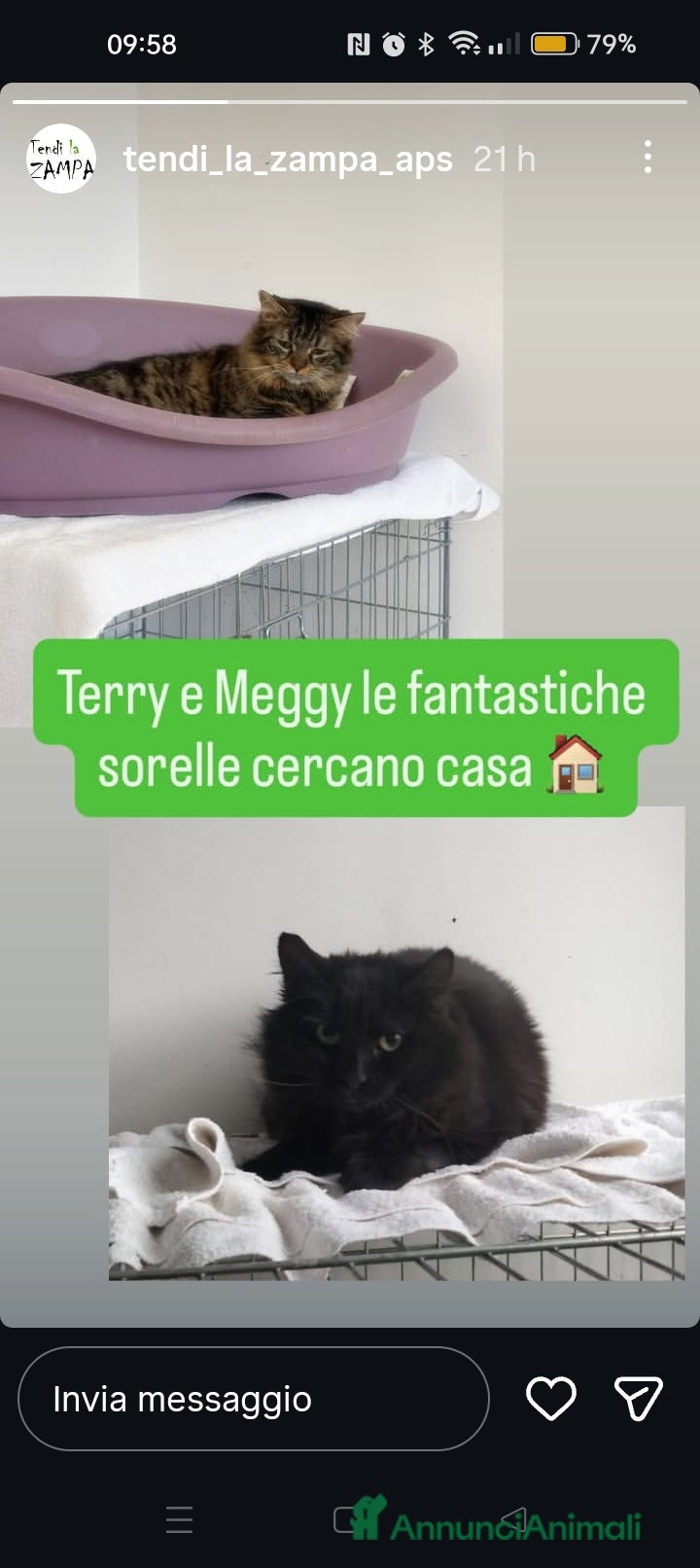 Meticcio gatti Terry e Meggie, cercano adozioni - Annuncio 1