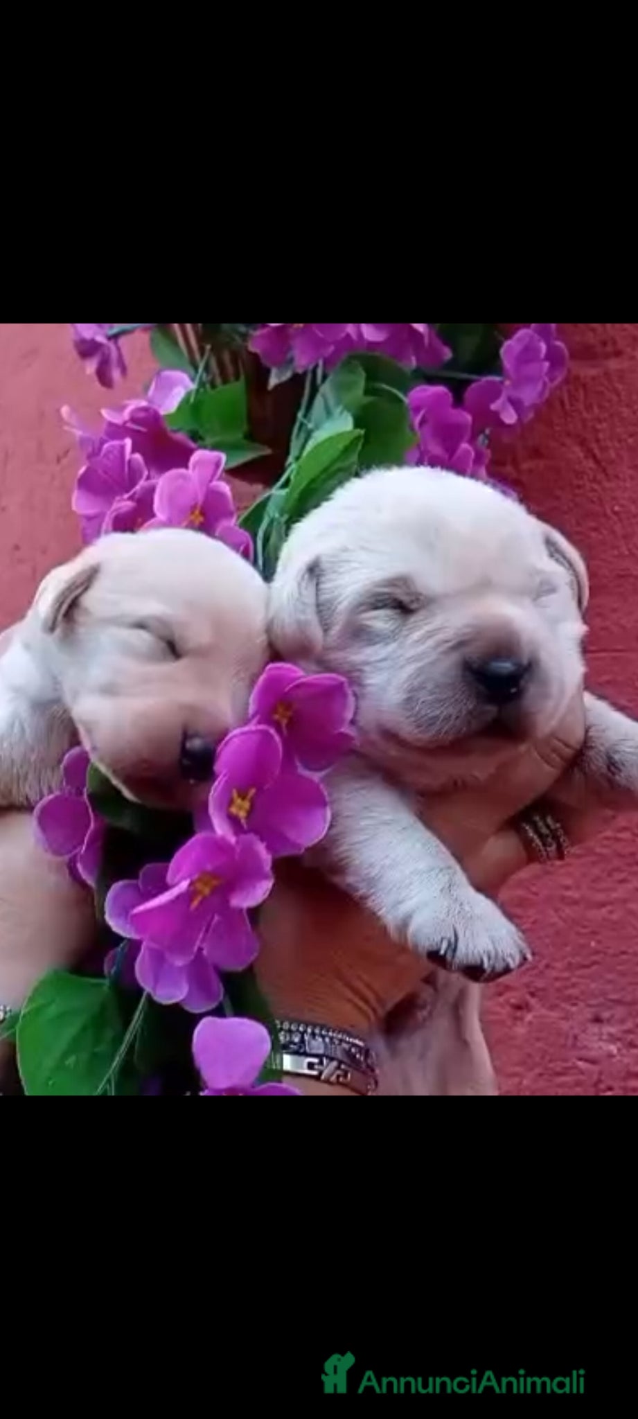 Labrador cani Cuccioli di labrador  - Annuncio 9