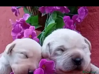 Labrador cani Cuccioli di labrador - Annuncio 9