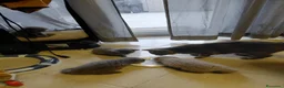 Scottish gatti in vendita: Scottish Fold  - Annuncio 2