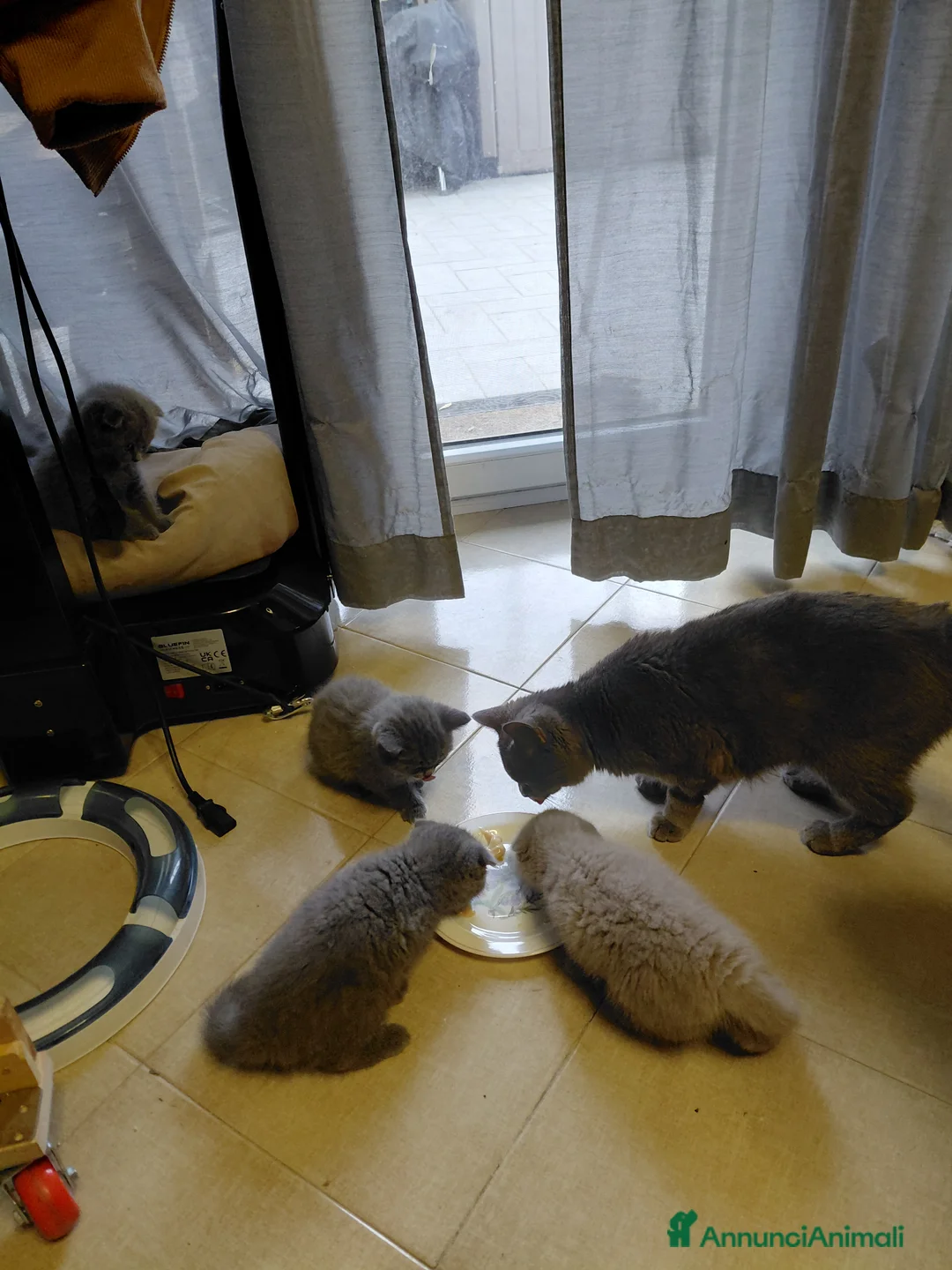 Scottish gatti in vendita: Scottish Fold  - Annuncio 2