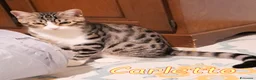Europeo gatti in regalo: CARLETTO GATTINO DOLCISSIMO - Annuncio 4