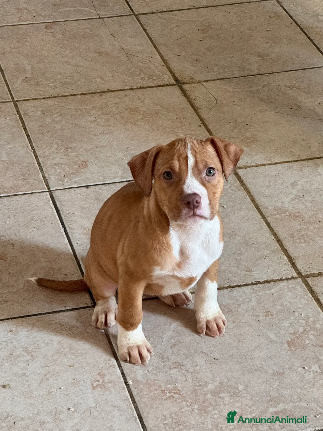 Pitbull cani in vendita: Cuccioli di Pit Bull con pedigree anche a rate - Annuncio 22