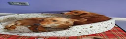 Meticcio cani in regalo: Hope e honey a Provincia di Padova - Annuncio 4