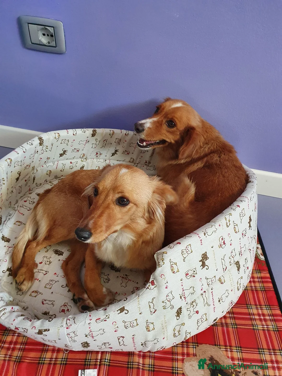 Meticcio cani in regalo: Hope e honey a Provincia di Padova - Annuncio 4