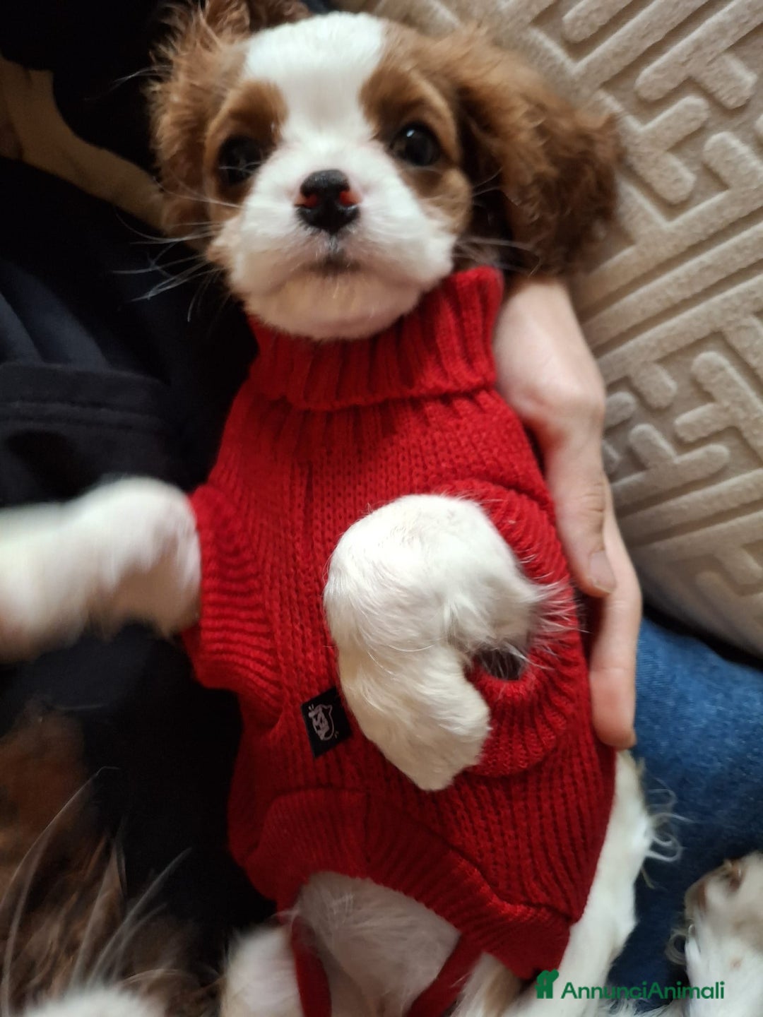 Cavalier King cani in vendita: Femminuccia di Cavalier King alla Spezia - Annuncio 2