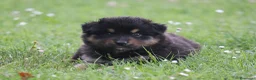 Australian Shepherd cani in vendita: Cucciolini di Australian Shepherd- Cucciolata Enya - Annuncio 9