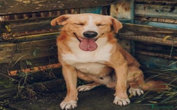 Meticcio cani in regalo: William a Provincia di Treviso - Immagine 3