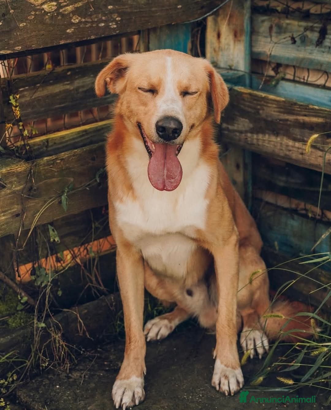 Meticcio cani in regalo: William a Provincia di Treviso - Immagine 3