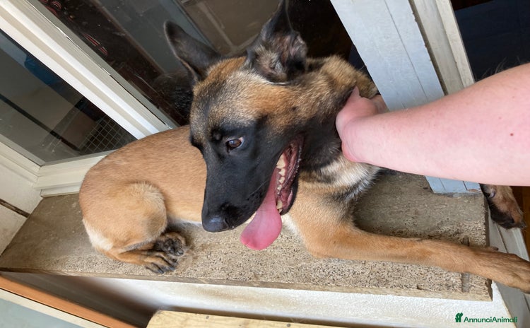 Pastore Belga cani a Provincia di Ravenna - Annuncio 5