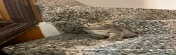 Meticcio gatti in vendita: Gattino tigrato  - Annuncio 8