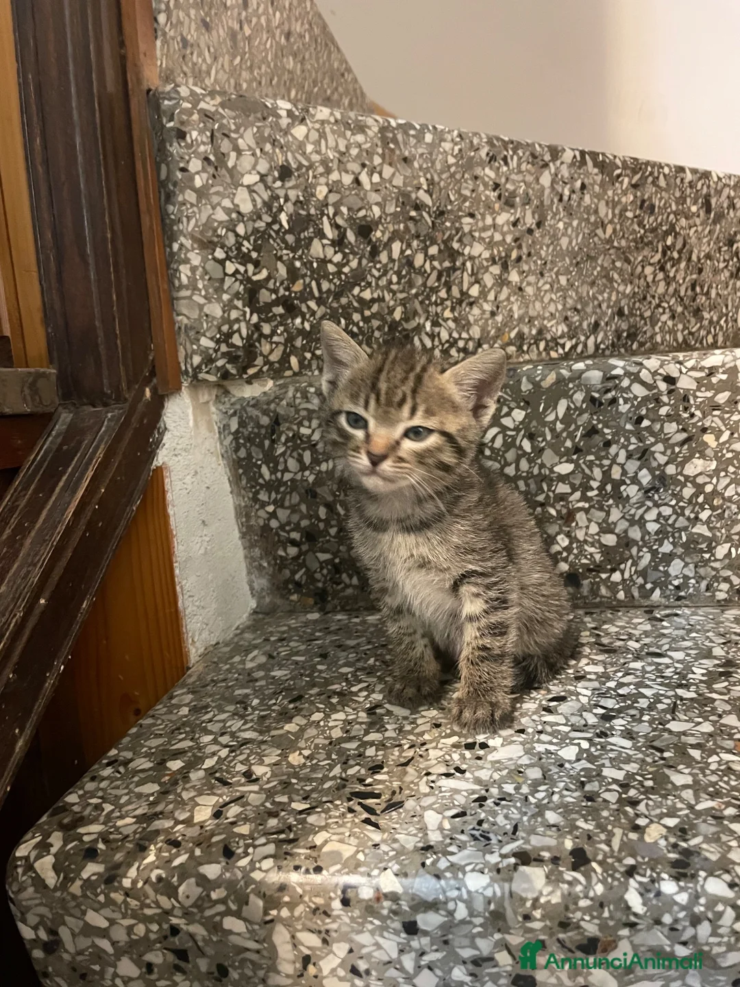 Meticcio gatti in vendita: Gattino tigrato  - Annuncio 8
