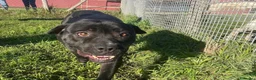 Pitbull cani in regalo: George, latin lover - Annuncio 5