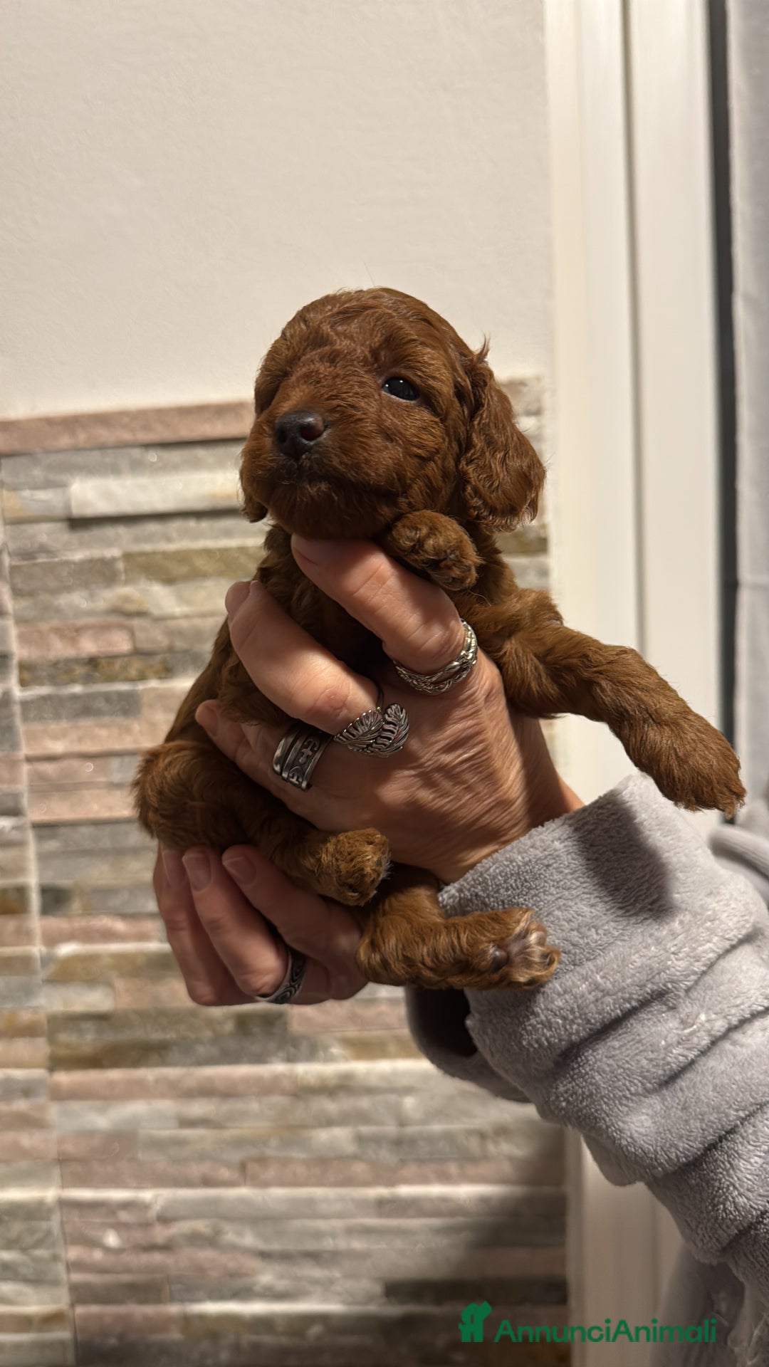 Barboncino cani in vendita: Barboncino  - Annuncio 5