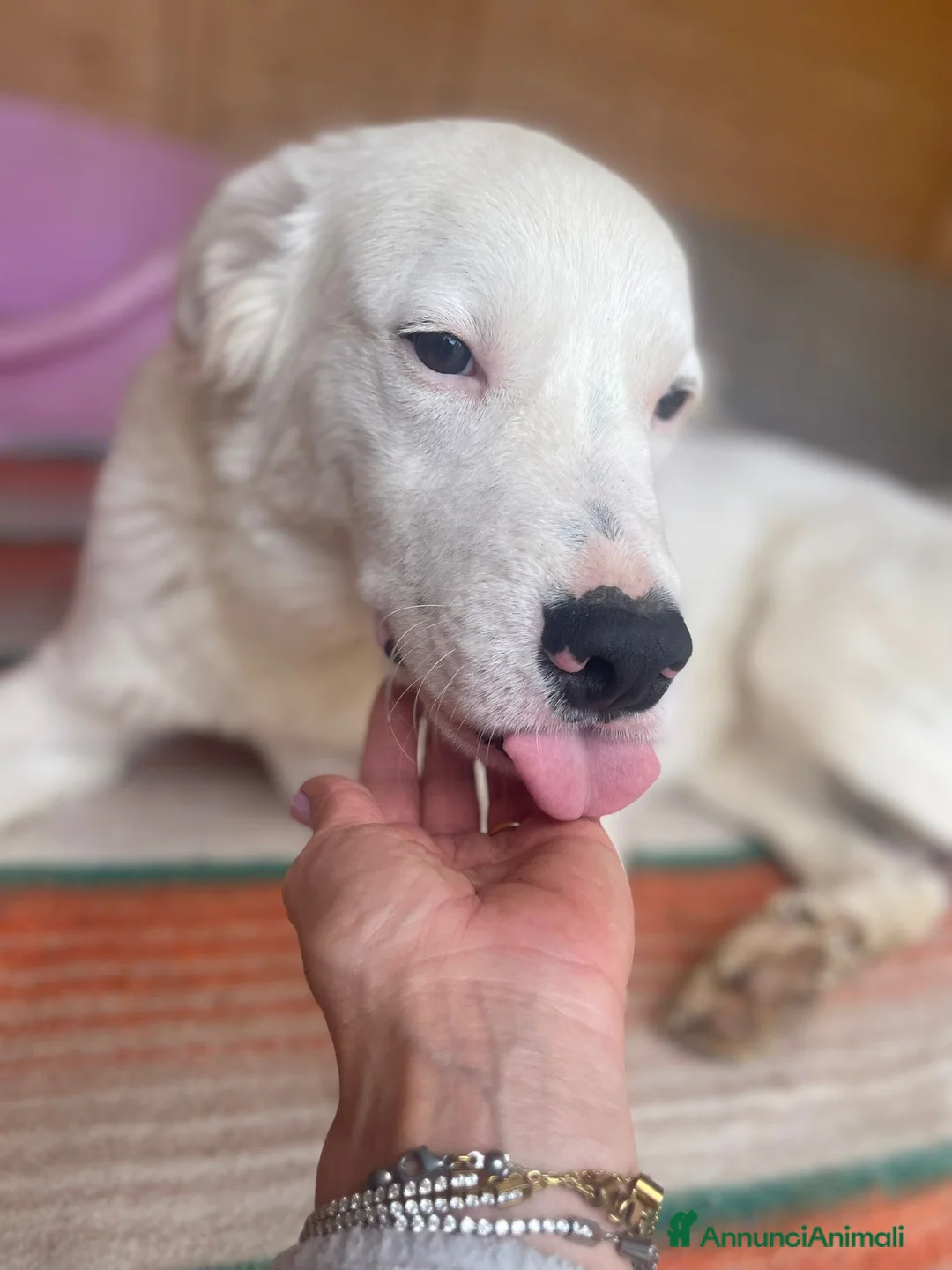 Meticcio cani in regalo: IL BELLISSIMO SNOOPY - Annuncio 7