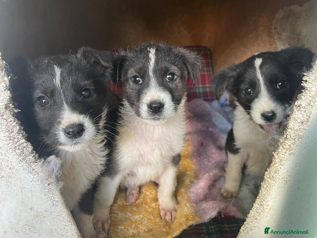 Meticcio cani in regalo: 4 cucciolotti meravigliosi cercano casa - Annuncio 15