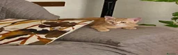 Europeo gatti in regalo: GATTINO EUROPEO ARANCIONE  - Annuncio 1