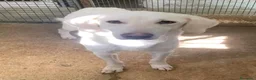 Meticcio cani in regalo: LERRY determinato! - Annuncio 6