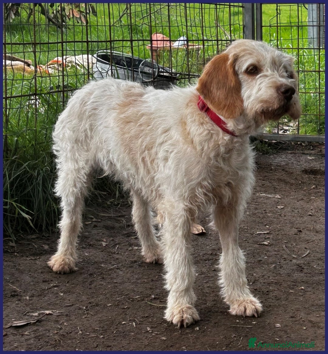 Spinone cani in regalo: SPIGA, TENERA SPINONCINA 3 ANNI, E' TIMOROSA MA PR a Città metropolitana di Milano - Annuncio 10