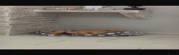Bulldog Francese cani in regalo: Bulldog francese  a Città Metropolitana di Bari - Annuncio 4