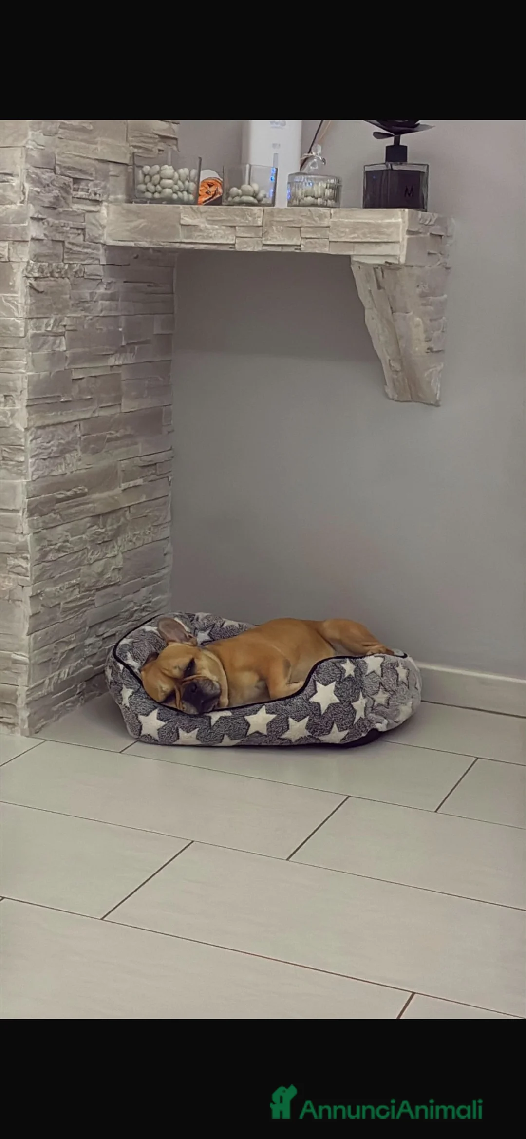 Bulldog Francese cani in regalo: Bulldog francese  a Città Metropolitana di Bari - Annuncio 4