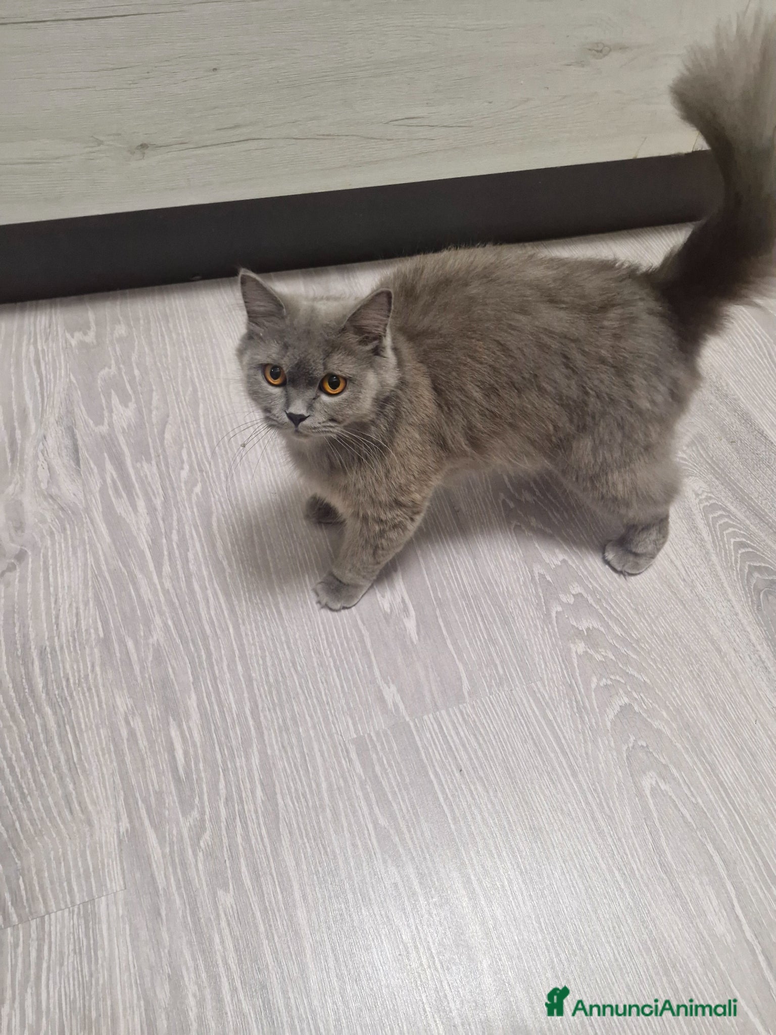 British gatti Gatini britsh longhair - Annuncio 9